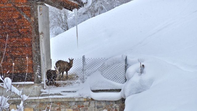 Chamois