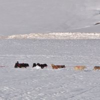 Chiens de traineau