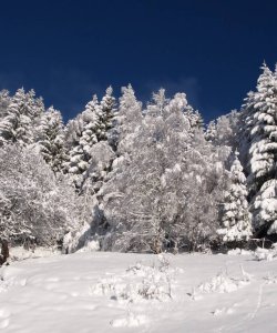 Les arbres derrière la ferme