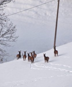 Les biches en bas de la Touvière en hiver
