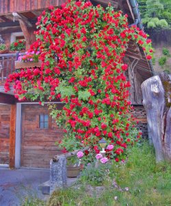 Le rosier de la ferme de la Touvière